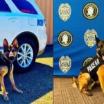 Southaven police K9s receive protective vests from nonprofit Southaven police K9s receive protective vests from nonprofit