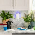 Spring cleaning helps keep kitchen bugs out Spring cleaning helps keep kitchen bugs out