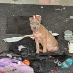 Rescue seeks foster, donations after dog found in Jackson Walgreens break-in Rescue seeks foster, donations after dog found in Jackson Walgreens break-in