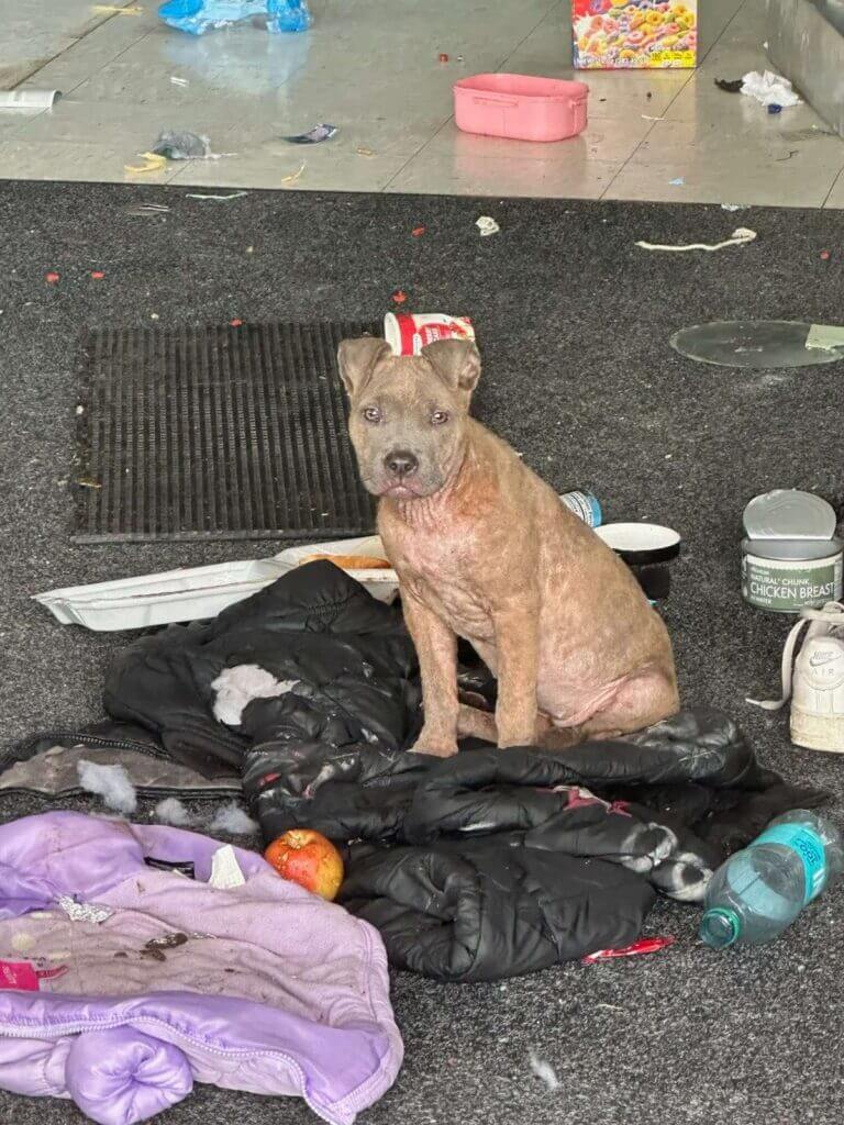 Rescue seeks foster, donations after dog found in Jackson Walgreens break-in