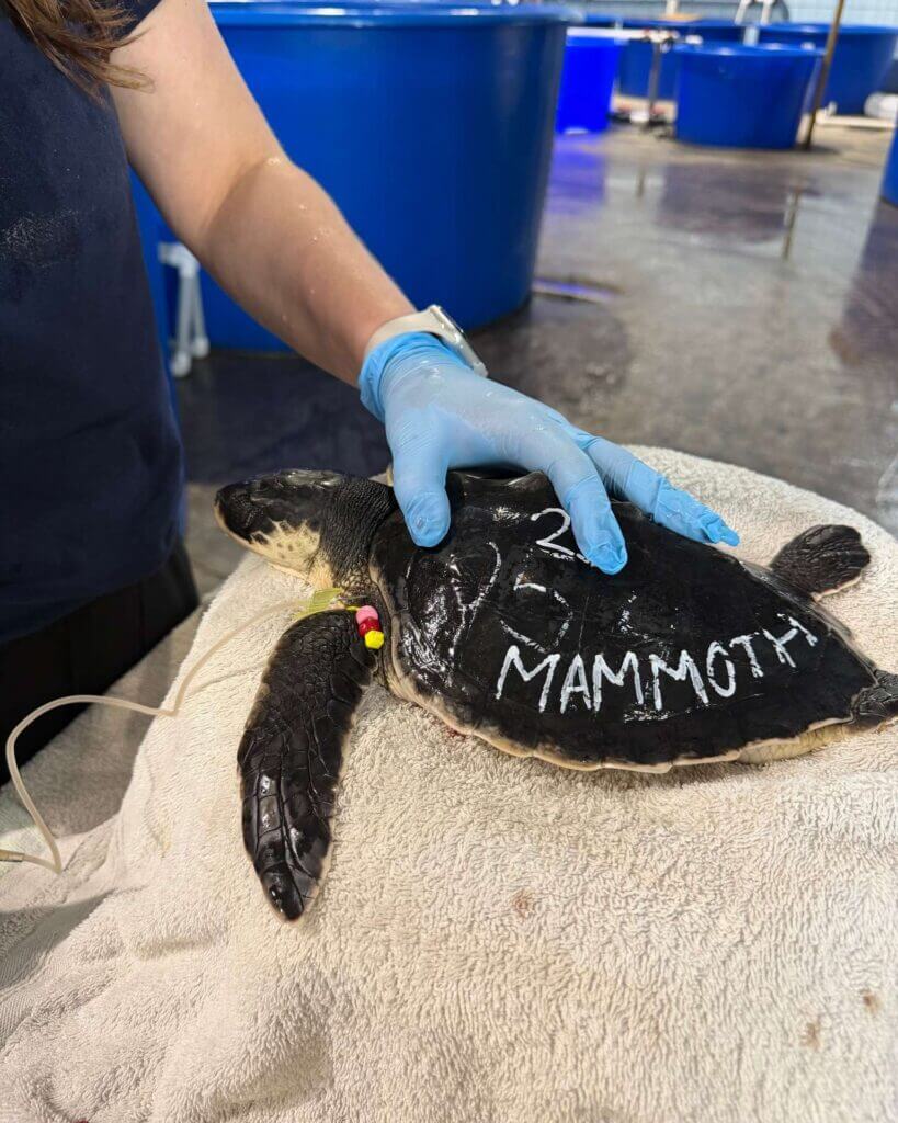 Mississippi Aquarium releases 28 rehabilitated Kemp’s ridley sea turtles