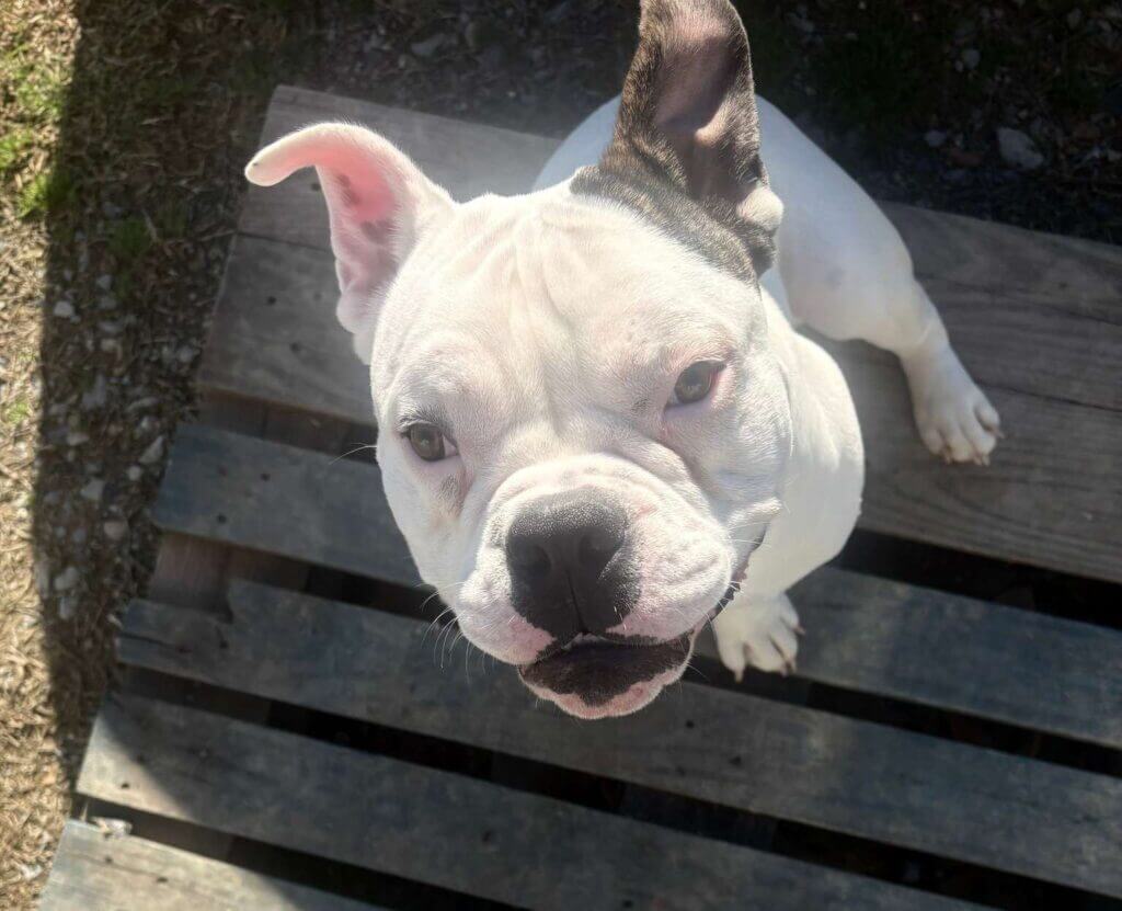 Tunica County sheriff seeks help after dog shot, killed