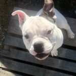 Tunica County sheriff seeks help after dog shot, killed Tunica County sheriff seeks help after dog shot, killed