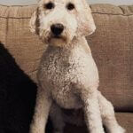White doodle Chance goes missing near County Road 401 White doodle Chance goes missing near County Road 401