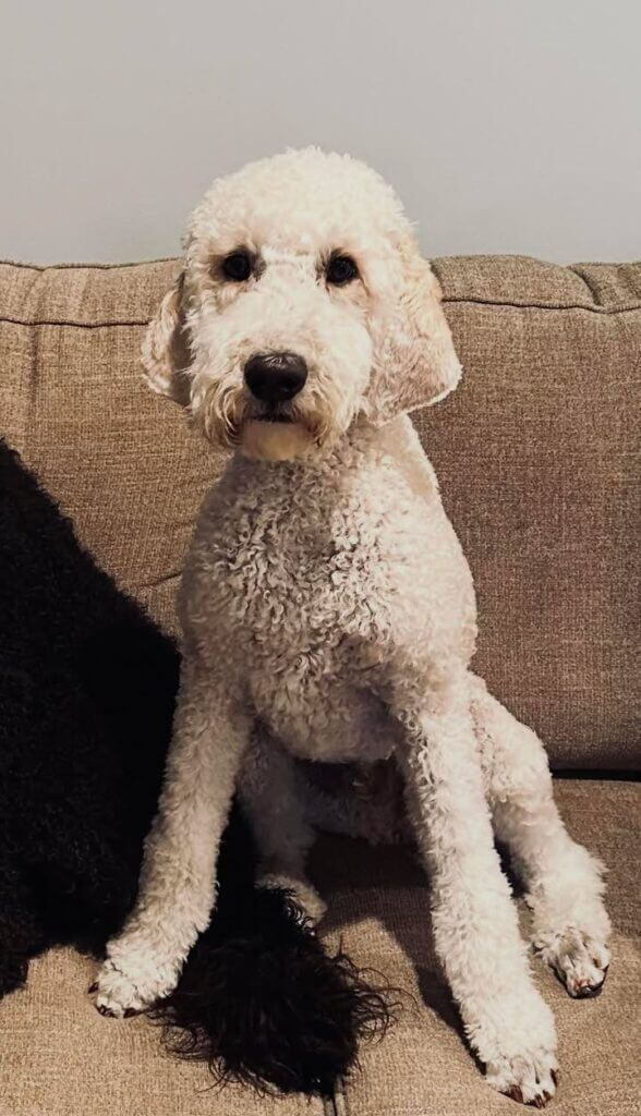 White doodle Chance goes missing near County Road 401