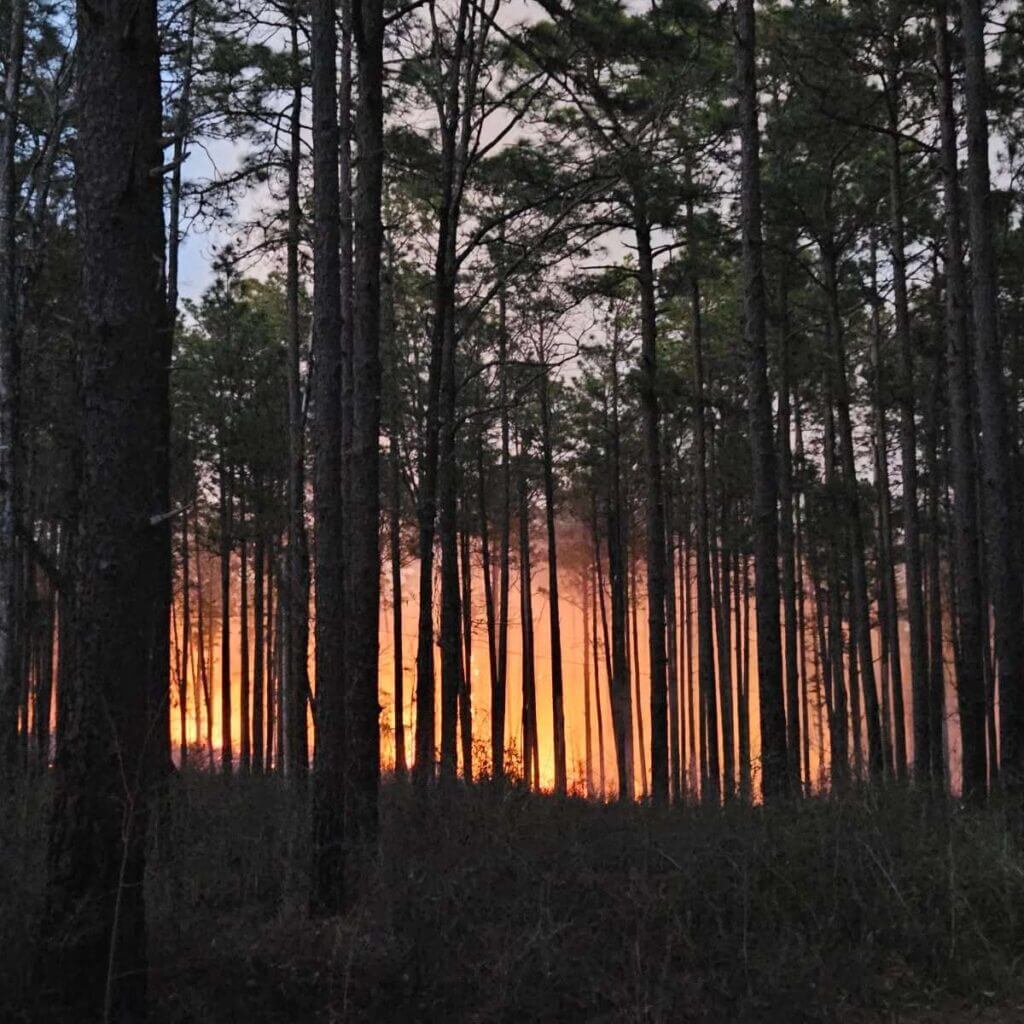 Mississippi warns homeowners to prepare now for wildfire risk