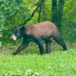 Authorities respond to black bear sightings in Utica Authorities respond to black bear sightings in Utica