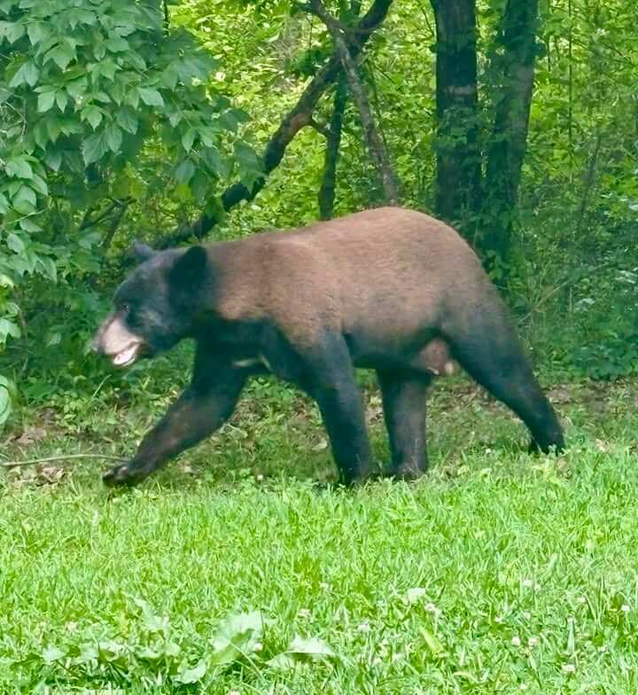 Authorities respond to black bear sightings in Utica