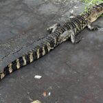 Investigators remove alligator from Gulfport worship service Investigators remove alligator from Gulfport worship service