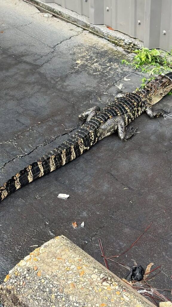 Investigators remove alligator from Gulfport worship service