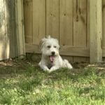Let dogs out as yard care shifts for summer Let dogs out as yard care shifts for summer