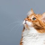 Southern Pines hosts free feline vaccination clinic in Hattiesburg Southern Pines hosts free feline vaccination clinic in Hattiesburg