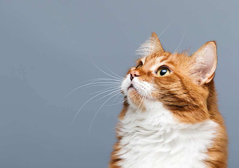 Southern Pines hosts free feline vaccination clinic in Hattiesburg