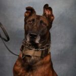 Rankin County K-9 retires after collapsing during search Rankin County K-9 retires after collapsing during search