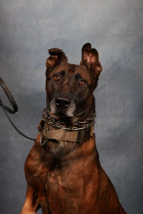 Rankin County K-9 retires after collapsing during search