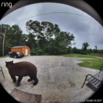 Ring camera captures black bear near Utica on Hwy 27 Ring camera captures black bear near Utica on Hwy 27
