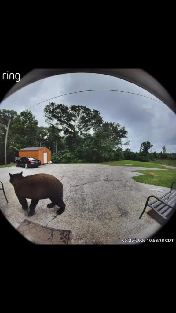 Ring camera captures black bear near Utica on Hwy 27