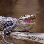 Mississippi opens statewide applications for private land alligator tags for 2026 season Mississippi opens statewide applications for private land alligator tags for 2026 season