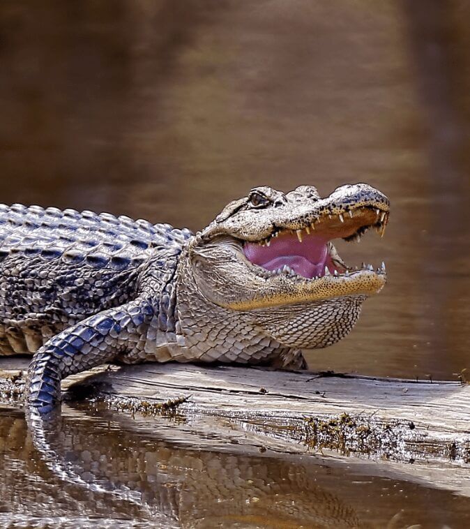 Mississippi opens statewide applications for private land alligator tags for 2026 season
