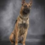 Southaven police announce death of retired K-9 Ziggy Southaven police announce death of retired K-9 Ziggy