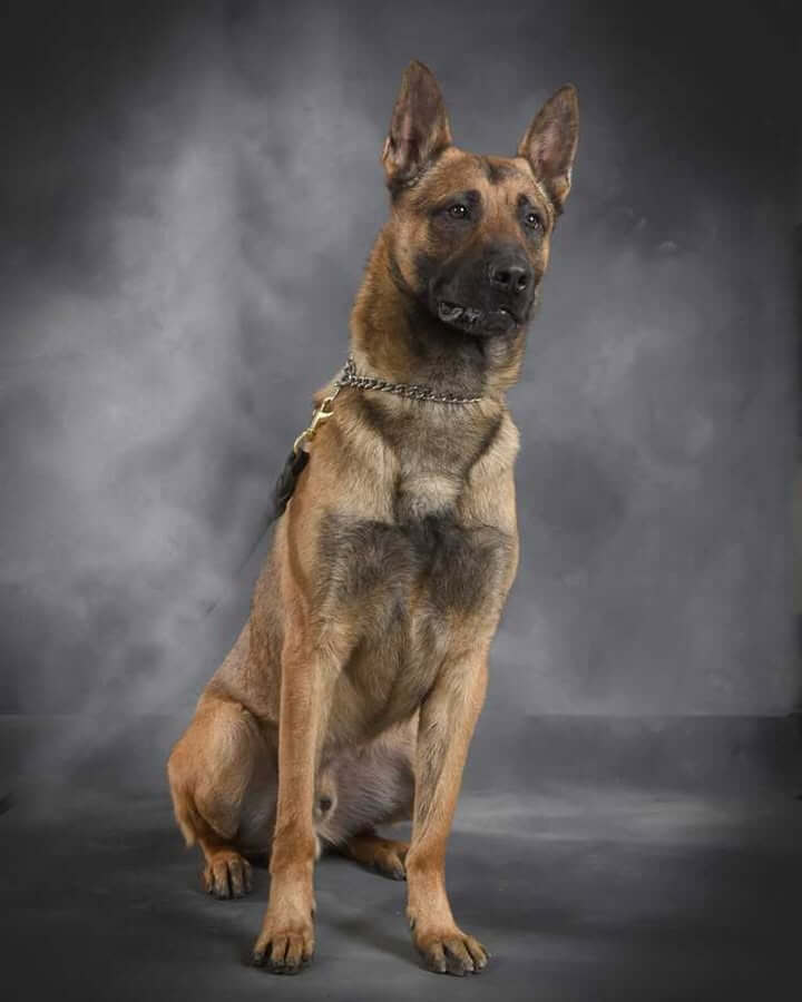Southaven police announce death of retired K-9 Ziggy