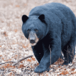 National Park Service urges bear safety ahead of busy summer National Park Service urges bear safety ahead of busy summer