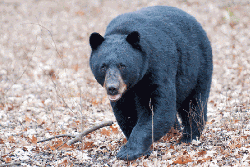 National Park Service urges bear safety ahead of busy summer