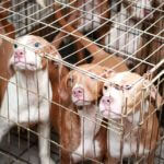 Southern Pines takes in 34 pets in one day, seeks donations Southern Pines takes in 34 pets in one day, seeks donations