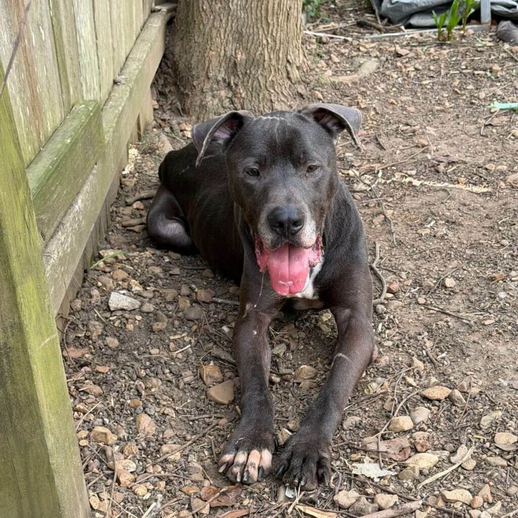 Great Dane mix Lexington seeks forever home in Mississippi