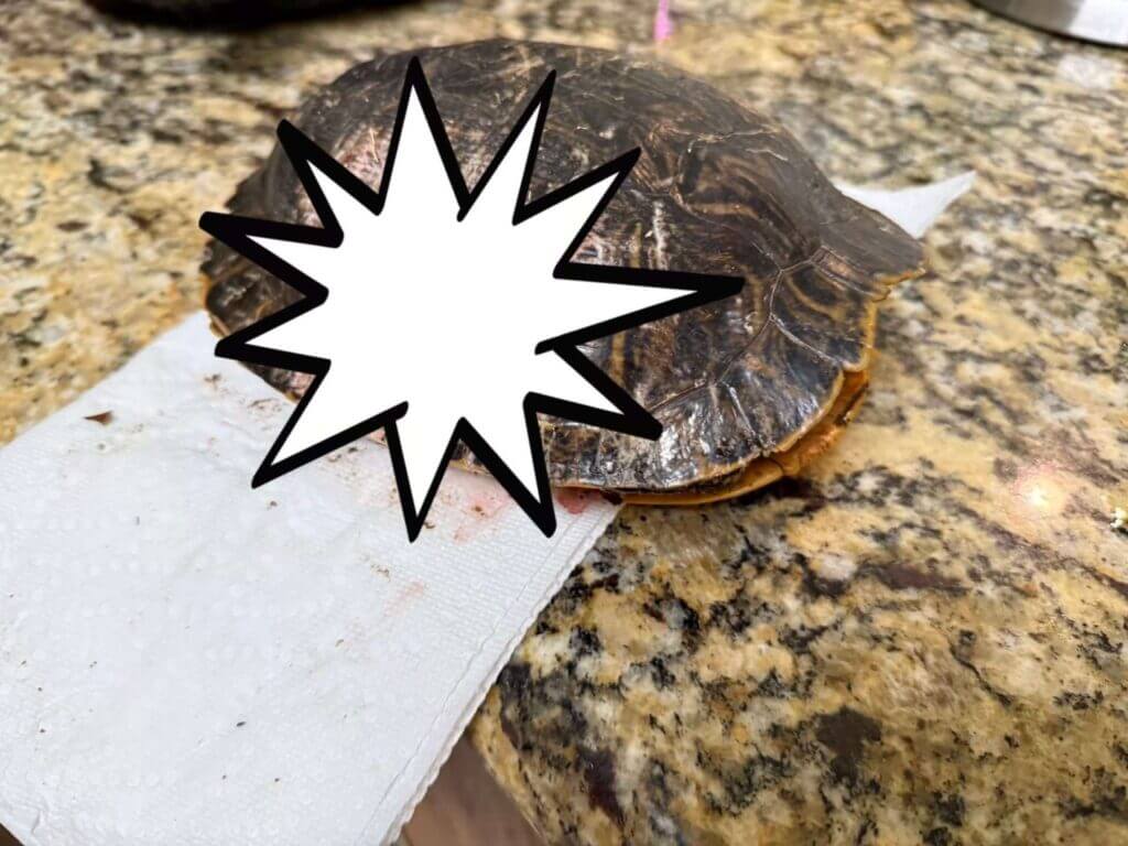 Central Mississippi Turtle Rescue seeks transport for injured turtle