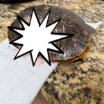 Central Mississippi Turtle Rescue seeks transport for injured turtle Central Mississippi Turtle Rescue seeks transport for injured turtle