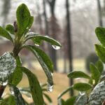 More than 84,000 Mississippians apply for Winter Storm Fern assistance More than 84,000 Mississippians apply for Winter Storm Fern assistance