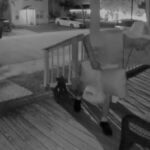 Biloxi police seek help identifying petit larceny suspect Biloxi police seek help identifying petit larceny suspect