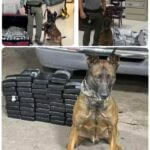 K9 Deputy Fox dies after medical emergency K9 Deputy Fox dies after medical emergency