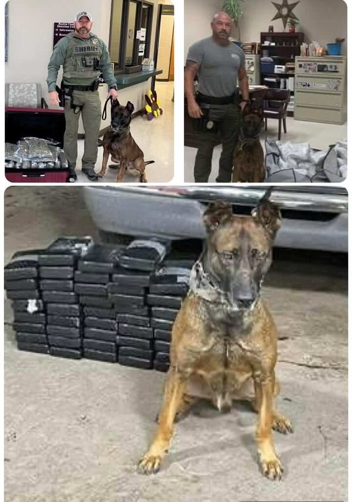K9 Deputy Fox dies after medical emergency
