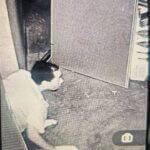 Jackson police seek public help identifying burglary suspect Jackson police seek public help identifying burglary suspect