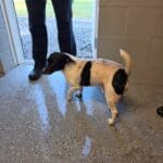 D’Iberville Police seek owner or foster for dog found near Rodriguez Street 02e736e8dc39c4bc118e8896