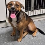 D'Iberville police seek owner or foster for dog found near Lamey Bridge Road 0b0857b94530f3b4f376151b