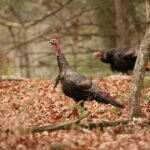 MDWFP explains how wild turkey behavior changes between spring and fall 1e5cfe84d3e65cf66f6951a5