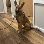 K9 Kaos joins Scott County Sheriff’s Office program 40a7d0122a8aa9f29bf63ecd