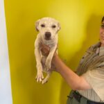 Olive Branch shelter reports finding 8-week-old female pet 4a13337d48f9ee9ceb11e16f