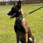 K9 Maze joins Scott County Sheriff’s Office narcotics team 5936b0d55e8bf47358086f70