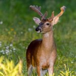 MDWFP explains Mississippi deer antler cycle and Velvet Buck Season 63b2ae396b1458fcc9a99ad1