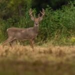 Mississippi’s 2026 Velvet Season opens with mandatory harvest reporting 6a290262175586726b11ef43