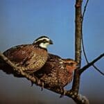 MDWFP outlines habitat changes behind Mississippi bobwhite decline 73603dc6fc494dfec982a69d