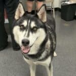 Pets'ember returns to DeSoto County Animal Shelter with low-cost pet services 8c066eebe79a3b67a4acc100