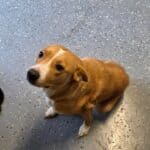 D'Iberville police seek owner or foster for dog found near high school b082f7c8f002045f2d4aa6d1