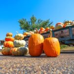 Pumpkins featured at Mid-Town farmers market b261f3fae4c23317e7148d17