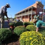 Oxford’s Square gets seasonal makeover as crews plant mums b99a710c47d53660c7ecd1b3