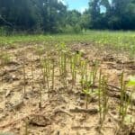 MDWFP points to vegetation when assessing deer numbers bbebe85899c7e2c609e0a2a8